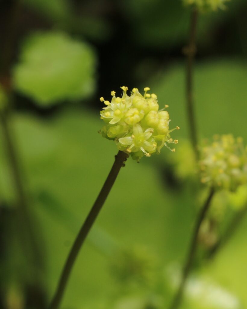 オオチドメの花