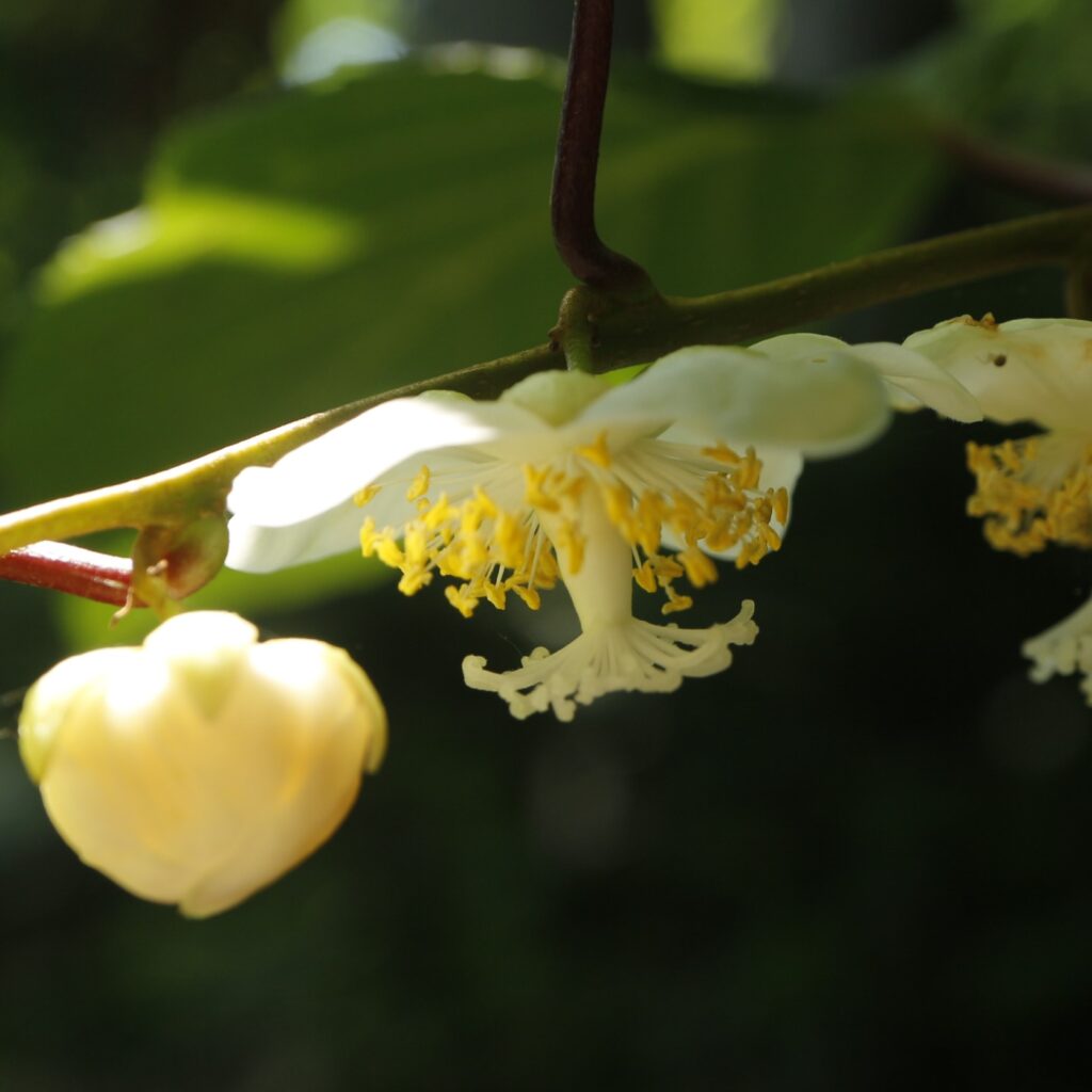 マタタビ　両性花