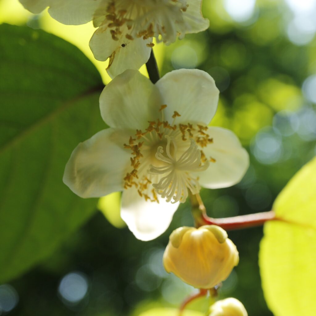 マタタビ　両性花