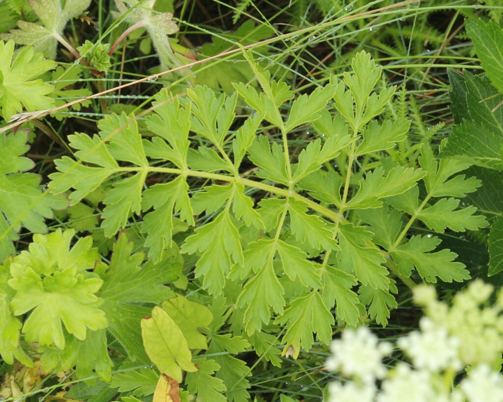 イブキボウフウの葉