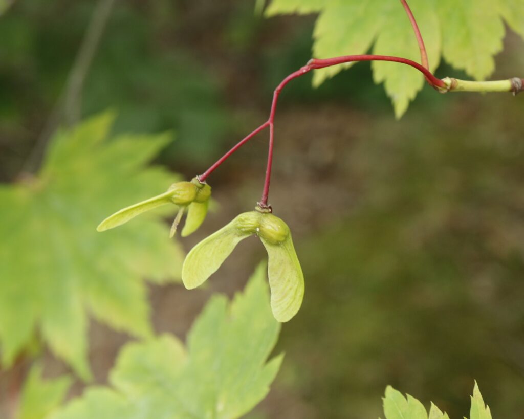 ハウチワカエデ果実