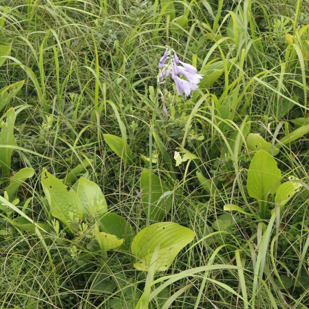 タチギボウシ